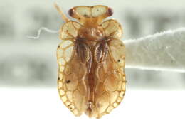 Image of Peloridioidea