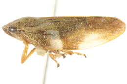 Image of European Alder Spittlebug