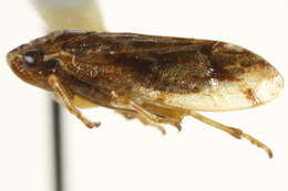 Image of Peuceptyelus