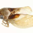 Image of Machaerotinae
