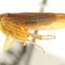 Image of <i>Idiodonus cruentatus</i>