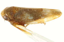 Image of Norvellina chenopodii Osborn 1923