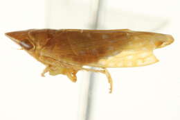 Image of <i>Twiningia pellucida</i>