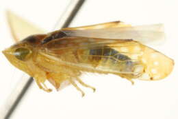 Image of Platymetopius vitellinus