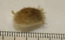 Image of hairy spiny doris