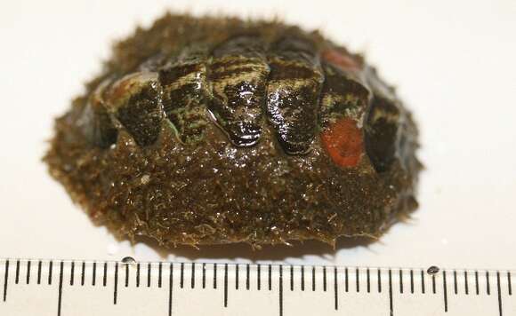 Image of hairy chiton