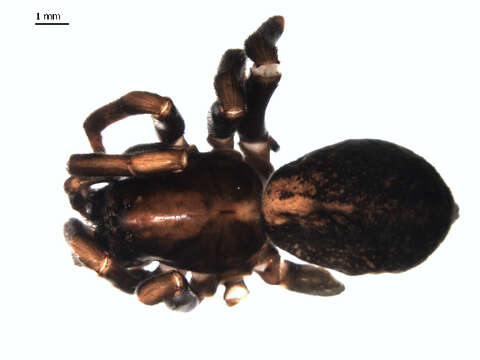 Image of Arctosa rubicunda (Keyserling 1877)