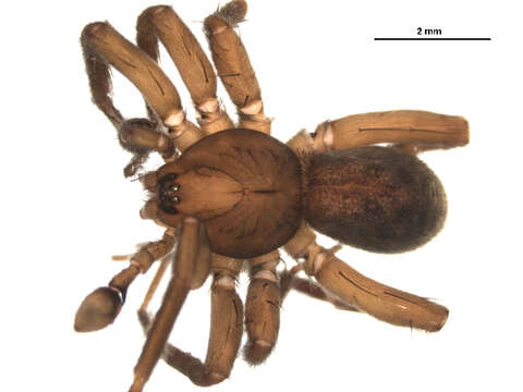 Image of Liocranid Sac Spider