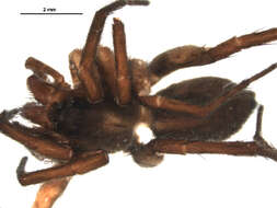 Imagem de Pardosa fuscula (Thorell 1875)