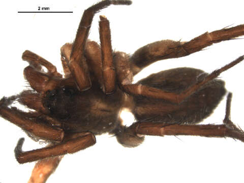 صورة Pardosa fuscula (Thorell 1875)