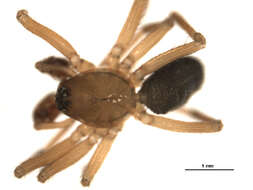 Image of Tunagyna debilis (Banks 1892)