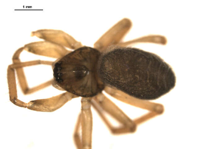 Image of Walckenaerianus aimakensis Wunderlich 1995