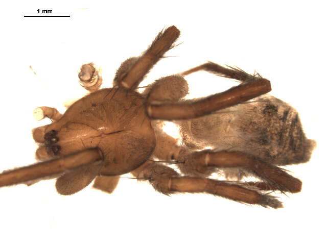Image of Liocranid Sac Spider