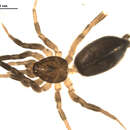 Image of Drassyllus niger (Banks 1896)