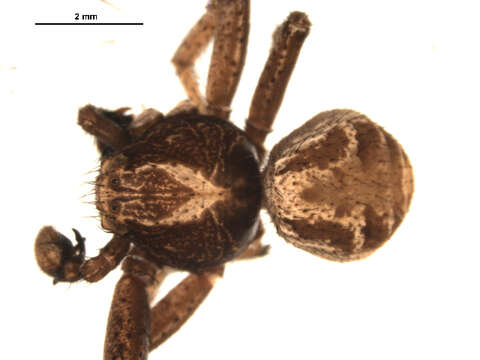 Image of Xysticus emertoni Keyserling 1880