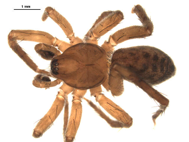 Image of Liocranid Sac Spider