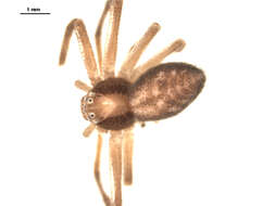 Image of Philodromus rufus vibrans Dondale 1964