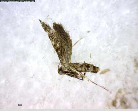 Image of Parornix obliterella (Dietz 1907)