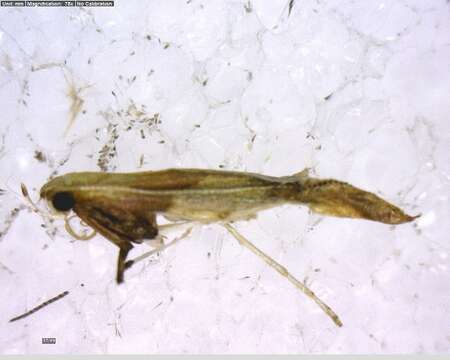 Image of Caloptilia packardella (Chambers 1872)