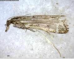 Image of Highland Grey