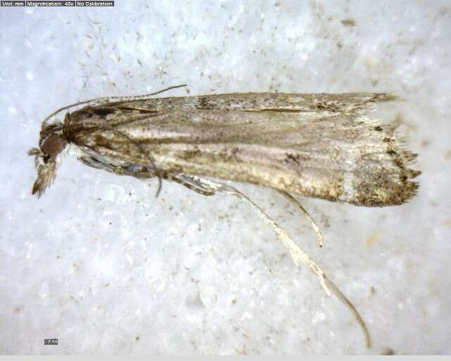 Image of Highland Grey