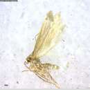 Imagem de Argyresthia abies Freeman 1972