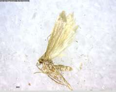 Image of Argyresthia abies Freeman 1972