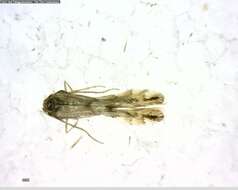 Image of Beech Midge