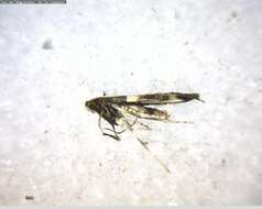 Sivun Caloptilia cornusella (Ely 1915) kuva