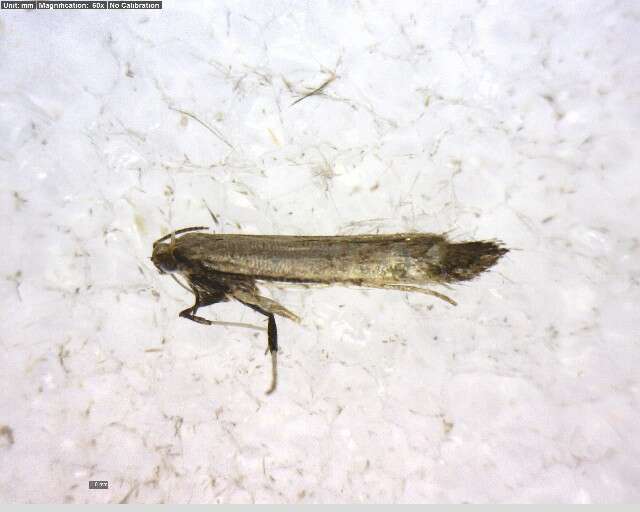 Sivun Caloptilia hypericella (Braun 1918) kuva