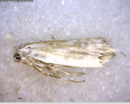 Image of Pale Gray Bird-dropping Moth