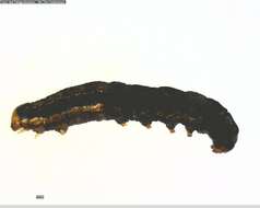 Image of Black Army Cutworm