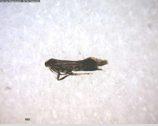 Image of Anacampsis conclusella Walker 1864