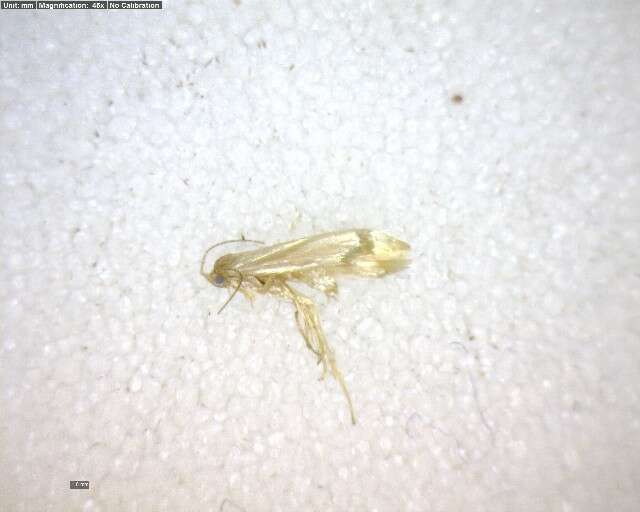 Imagem de Argyresthia abies Freeman 1972