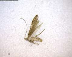 Image of Thornapple Leafminer