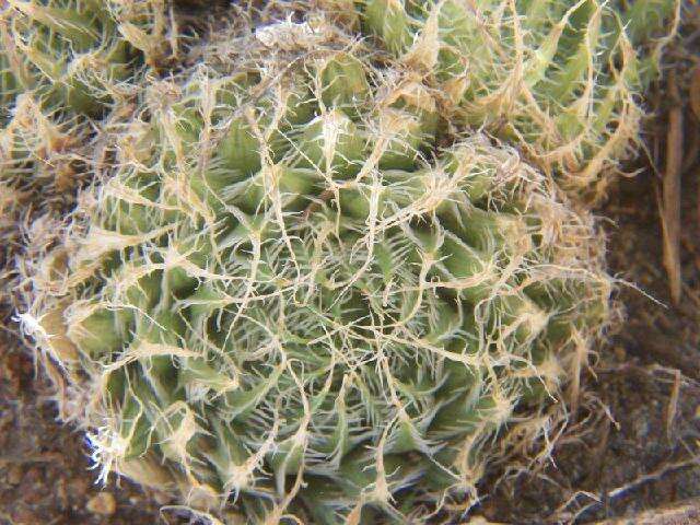 Image of Haworthia decipiens var. virella M. B. Bayer