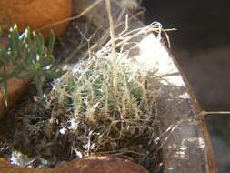 Image of Haworthia decipiens var. virella M. B. Bayer