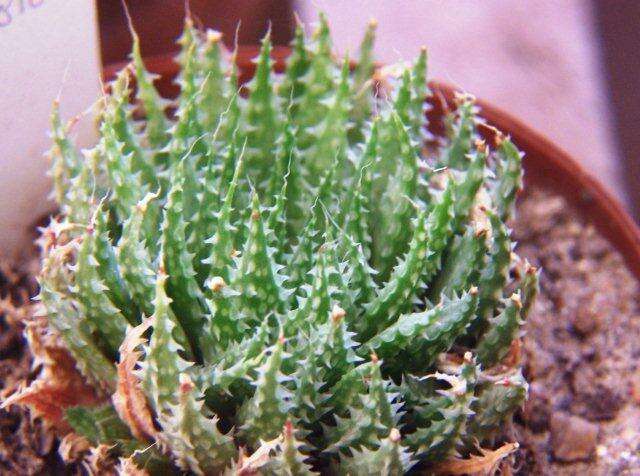 Image of Haworthia herbacea (Mill.) Stearn