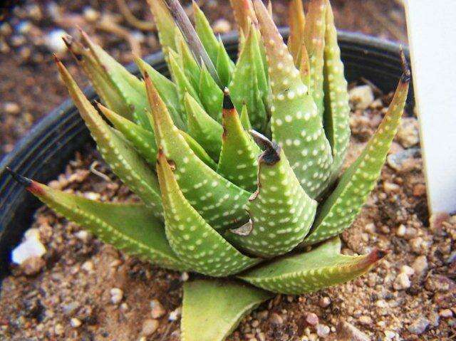 Image de Haworthia kingiana Poelln.