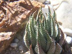 Слика од Haworthia minor (Aiton) Duval