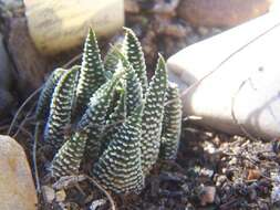 Слика од Haworthia minor (Aiton) Duval