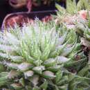 Image of Haworthia elizeae Breuer