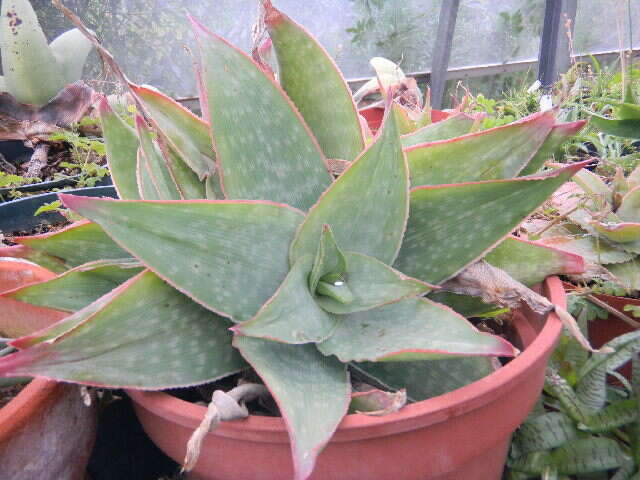 Image of Aloe reynoldsii Letty