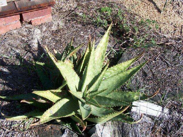 Imagem de Aloe greatheadii var. davyana (Schönland) Glen & D. S. Hardy