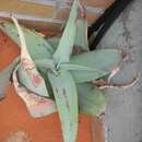 Sivun Aloe dewinteri Giess ex Borman & Hardy kuva