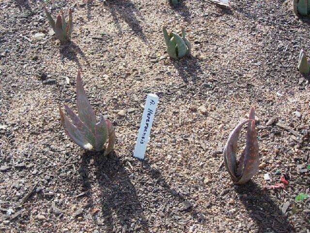 Image of Aloe hereroensis Engl.