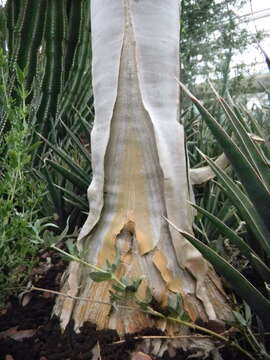 Image of Aloe dichotoma subsp. pillansii