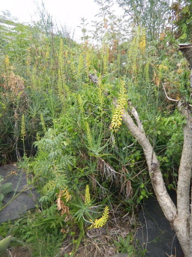 Image of Fence Aloe