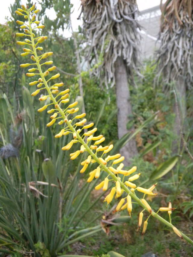 Image of Fence Aloe