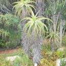 Aloe hexapetala Salm-Dyck resmi